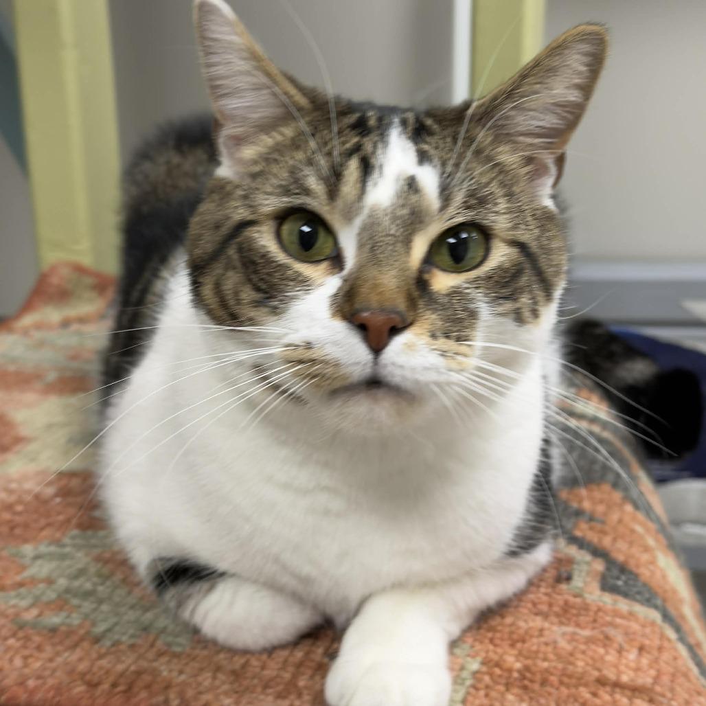 Enlarge Buddy, a Adoptable Domestic Short Hair in Wichita, KS image 5/6