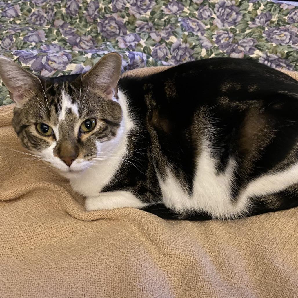 Enlarge Buddy, a Adoptable Domestic Short Hair in Wichita, KS image 6/6