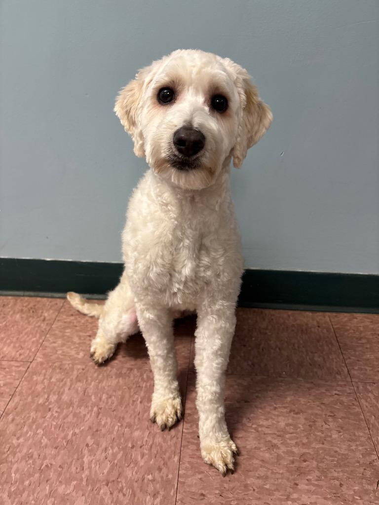 Rosco, Adoptable, Adult Male Schnauzer & Poodle.