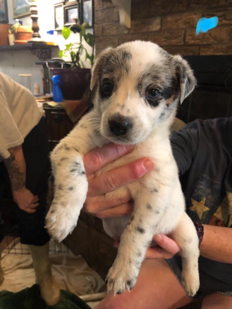 Enlarge Frankie, a Adoptable mixed breed in Gilmer, TX image 1/1