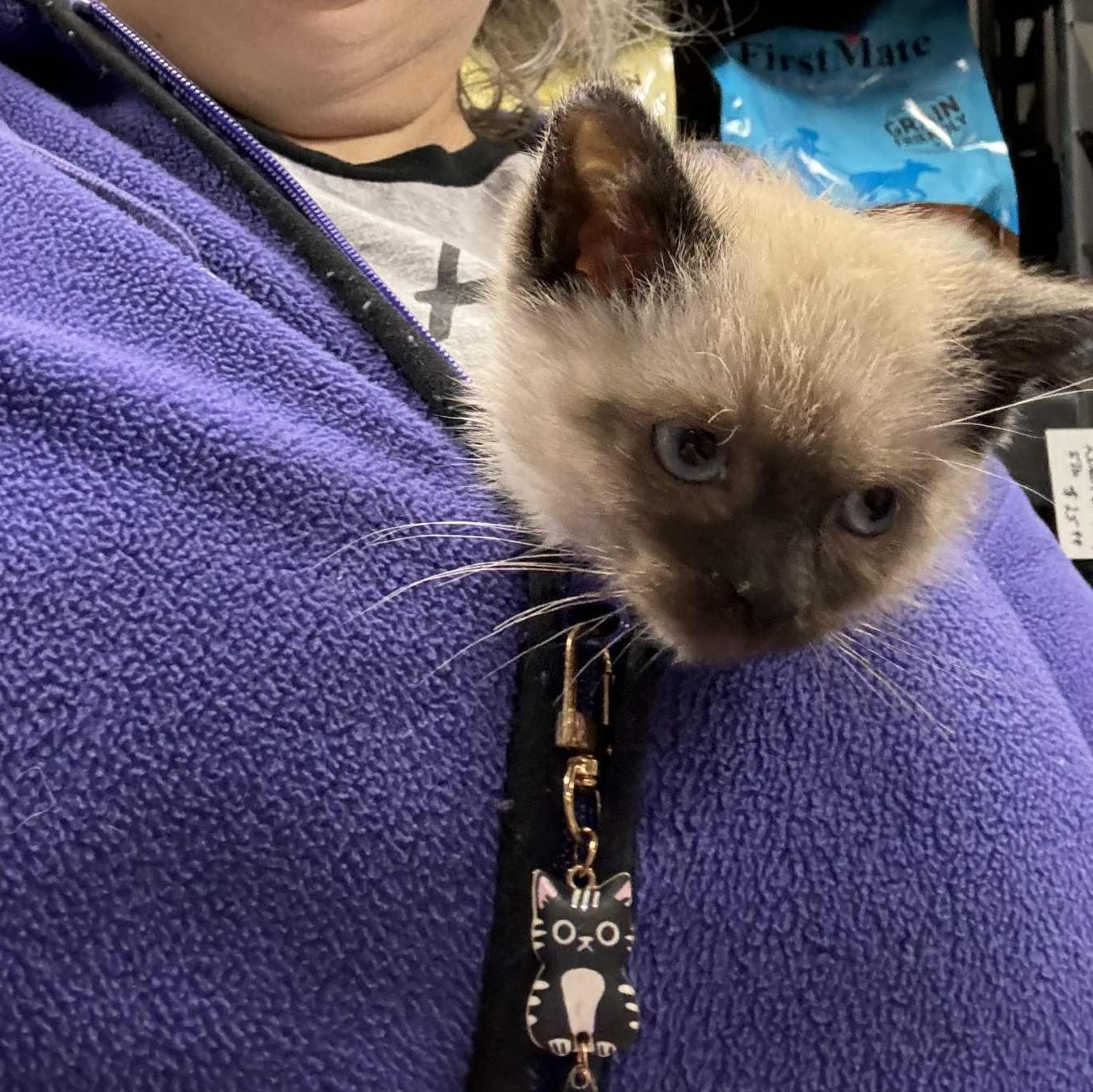 Iris, adopted, Kitten Female Siamese & Domestic Medium Hair.