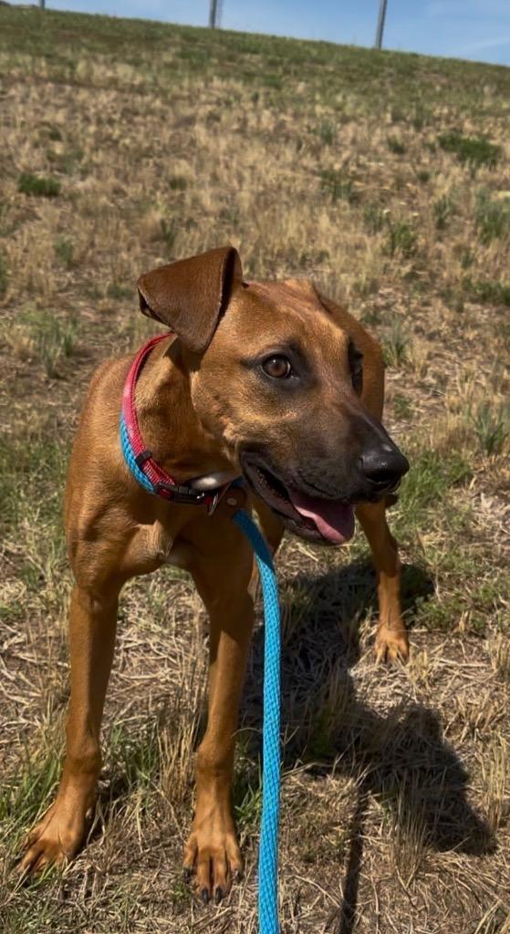Serenity, Adoptable, Puppy Female Mixed Breed.