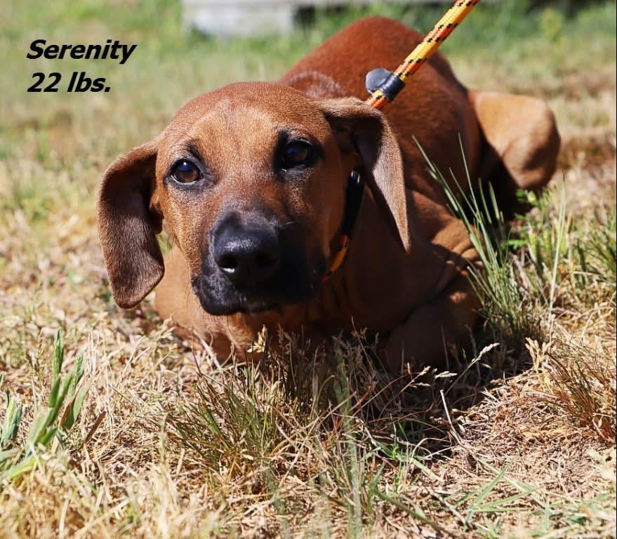 Enlarge Serenity, a Adoptable mixed breed in Oxford, NC image 2/3