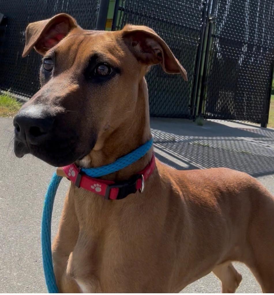 Enlarge Serenity, a Adoptable mixed breed in Oxford, NC image 3/3