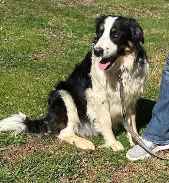 Enlarge Tombstone Talent - Local dog, an adopted mixed breed in Andover, MA image 5/6
