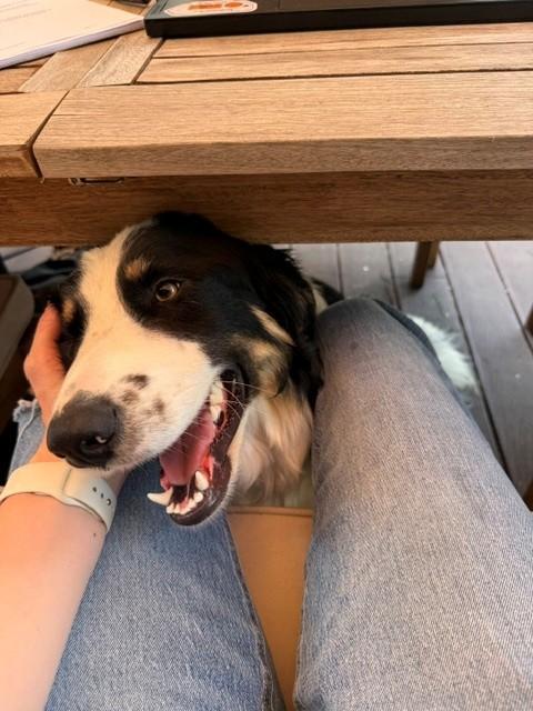 Enlarge Tombstone Talent - Local dog, an adopted mixed breed in Andover, MA image 3/6