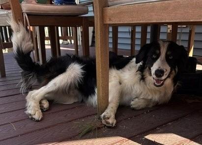 Enlarge Tombstone Talent - Local dog, an adopted mixed breed in Andover, MA image 2/6