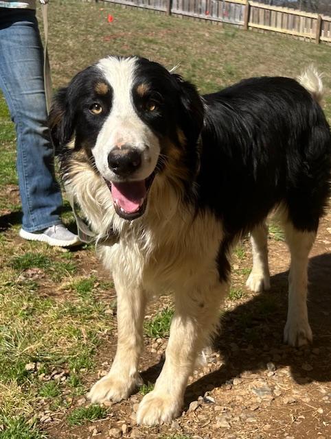 Enlarge Tombstone Talent - Local dog, an adopted mixed breed in Andover, MA image 4/6