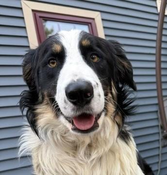 Tombstone Talent - Local dog, adopted, Young Male Australian Shepherd & Border Collie.