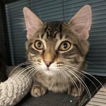 Enlarge Larry, a Adoptable Domestic Long Hair in Ocean Isle Beach, NC image 1/2