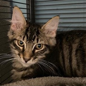 Enlarge Larry, a ADOPTABLE Domestic Long Hair in Ocean Isle Beach, NC image 1/1