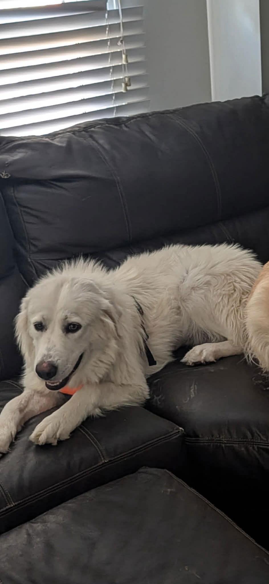Enlarge Sophie, a Adopted Great Pyrenees in Denver, CO image 1/3