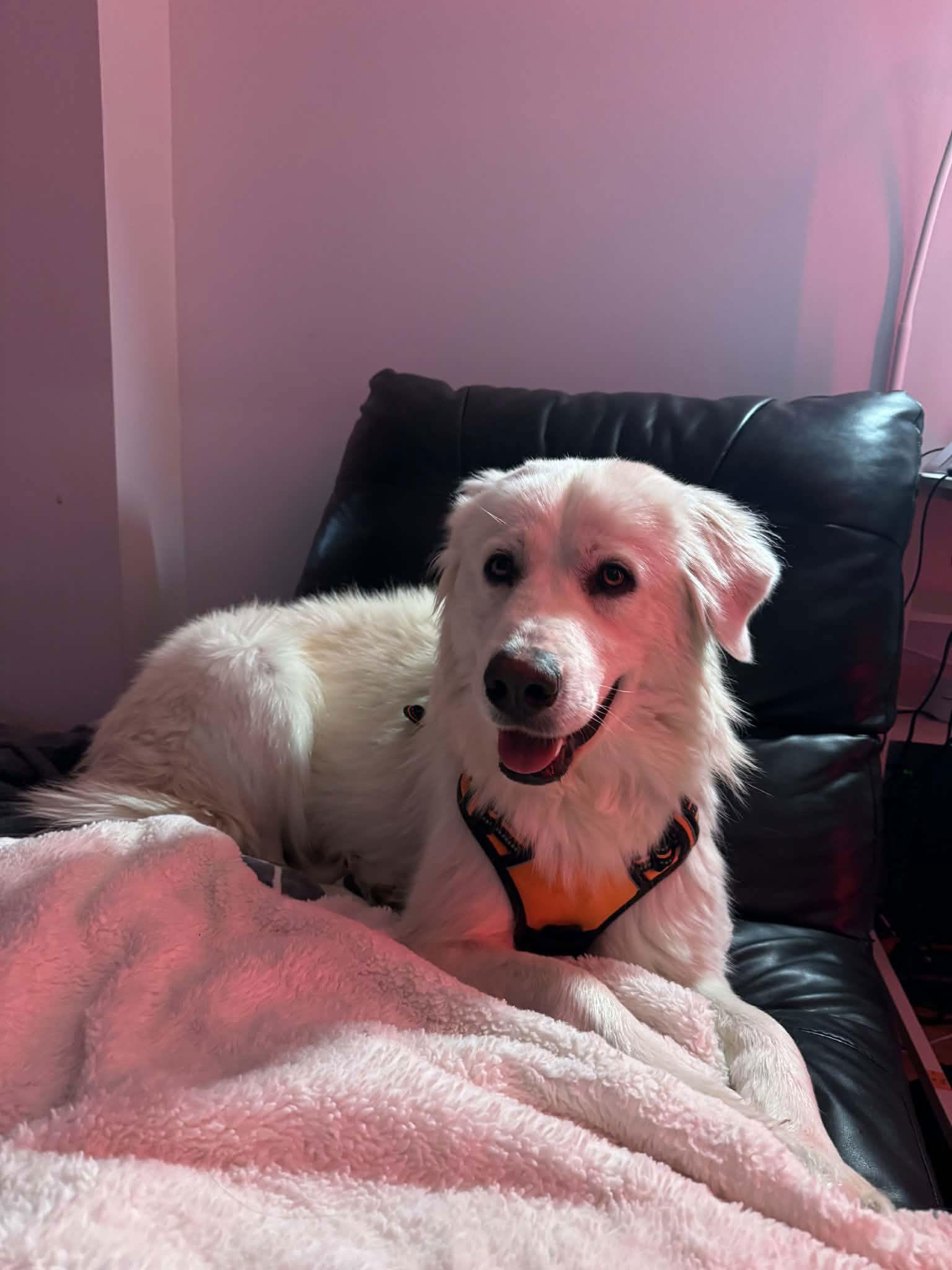 Enlarge Sophie, a Adopted Great Pyrenees in Denver, CO image 2/3