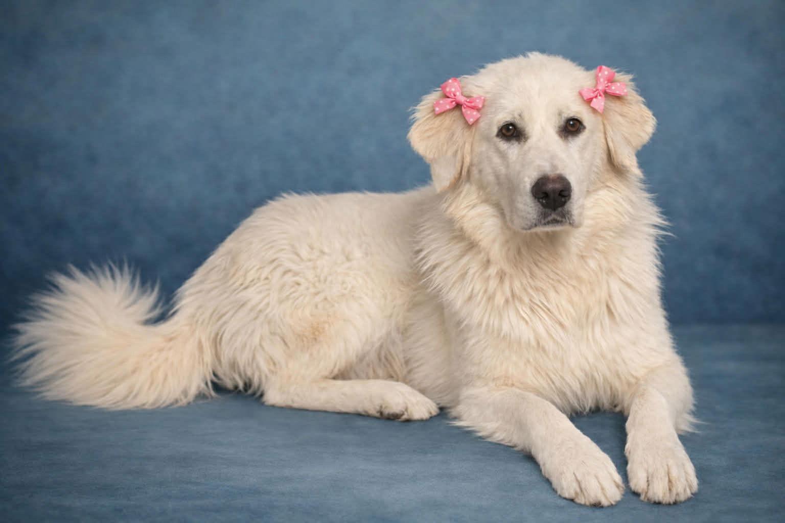 Enlarge Sophie, a Adopted Great Pyrenees in Denver, CO image 3/3