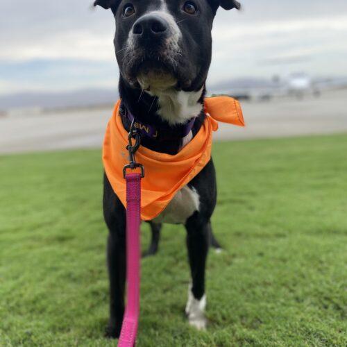 Mia, Adoptable, Young Female Pit Bull Terrier & Mixed Breed.