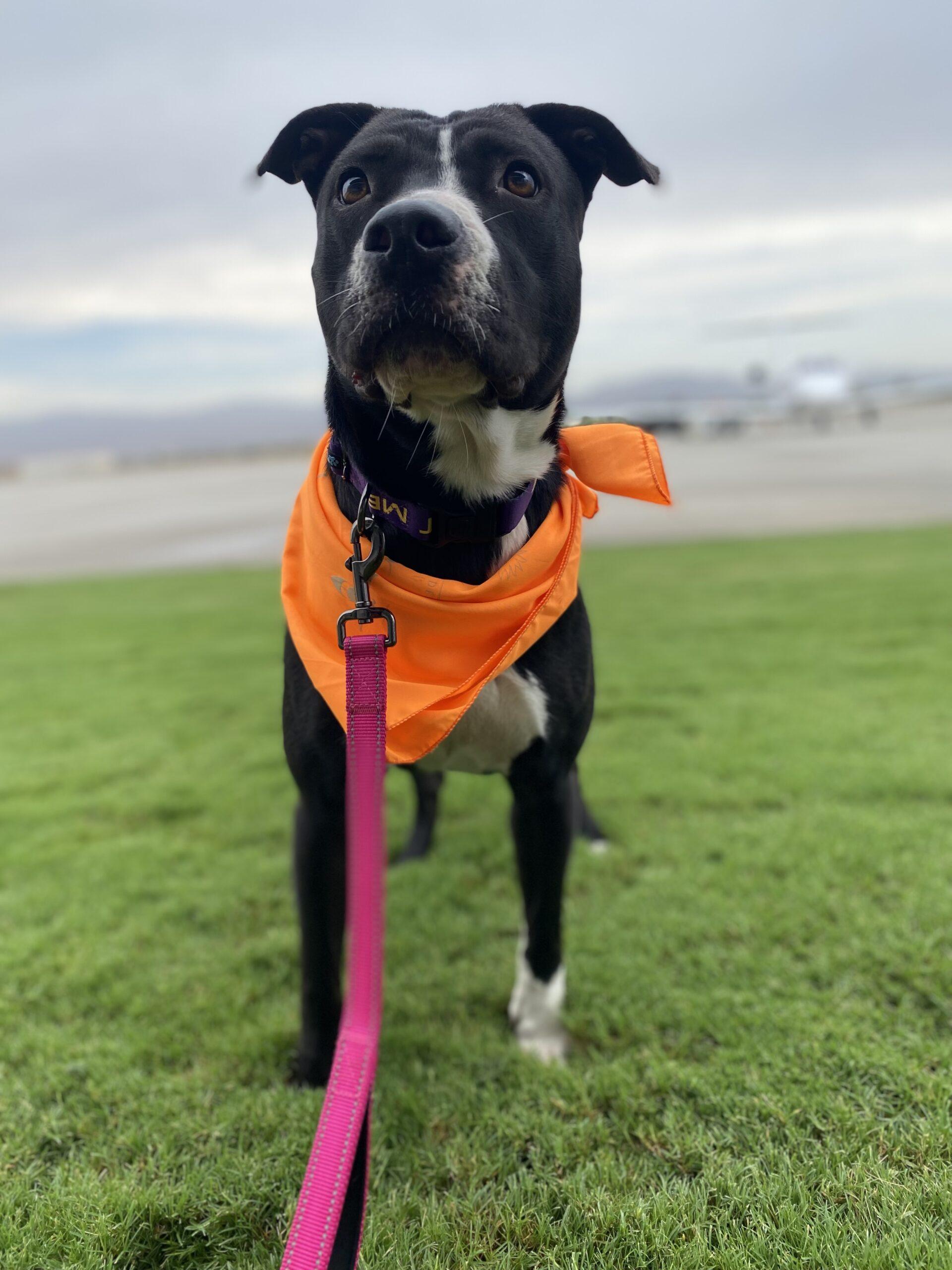 Mia, Adoptable, Young Female Pit Bull Terrier & Mixed Breed.