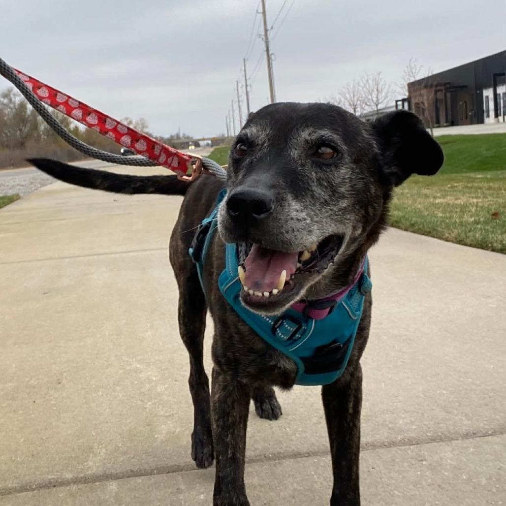 Iris, a Adoptable mixed breed in Spring Hill, KS image 1/6