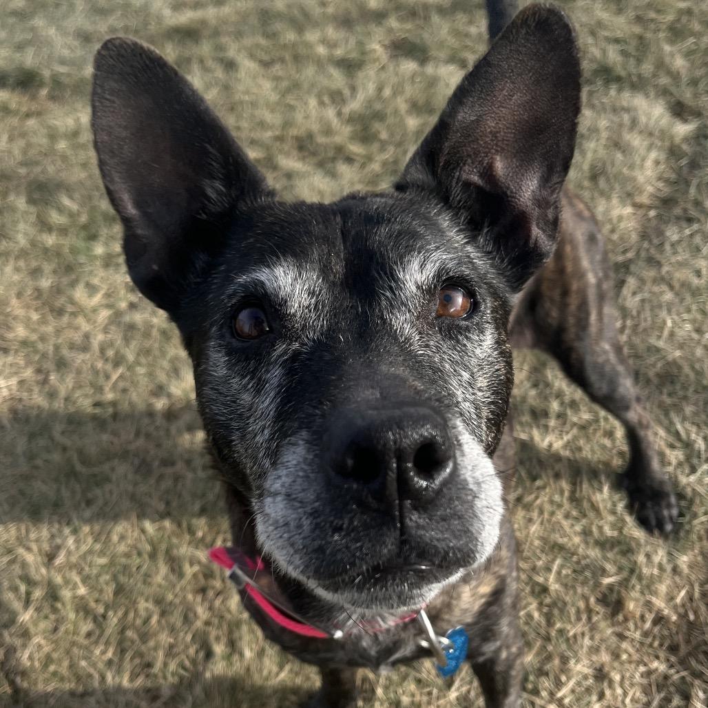 Iris, a Adoptable mixed breed in Spring Hill, KS image 2/6
