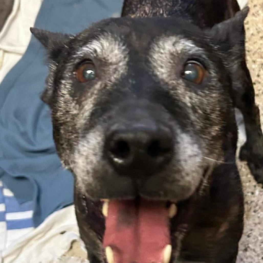 Iris, a Adoptable mixed breed in Spring Hill, KS image 3/6