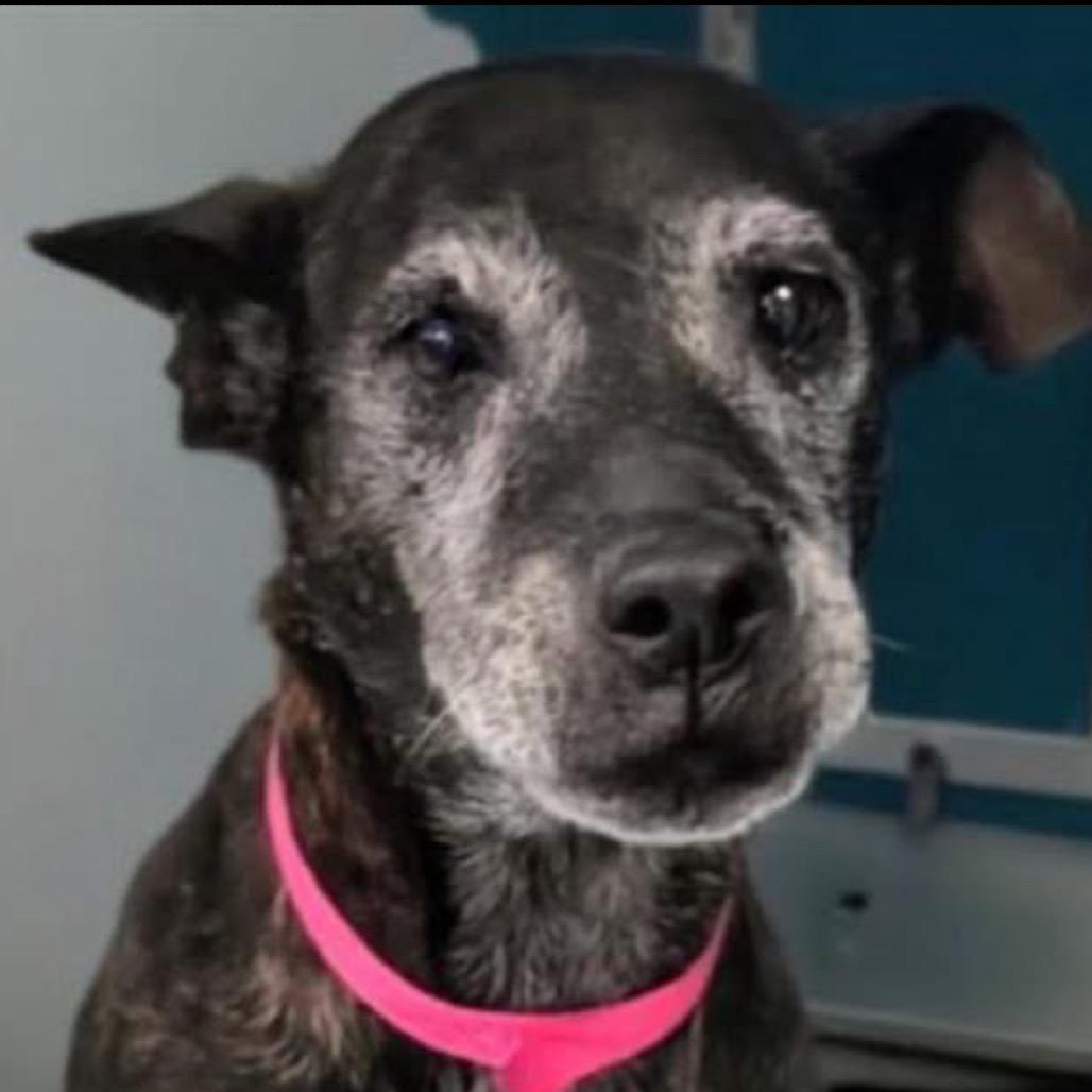 Iris, a Adoptable mixed breed in Spring Hill, KS image 4/6