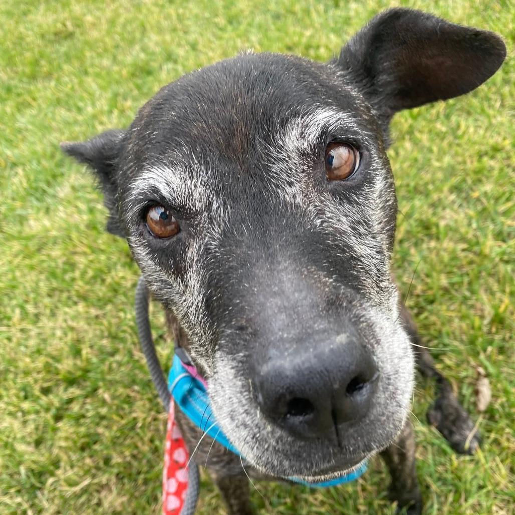 Iris, a Adoptable mixed breed in Spring Hill, KS image 5/6