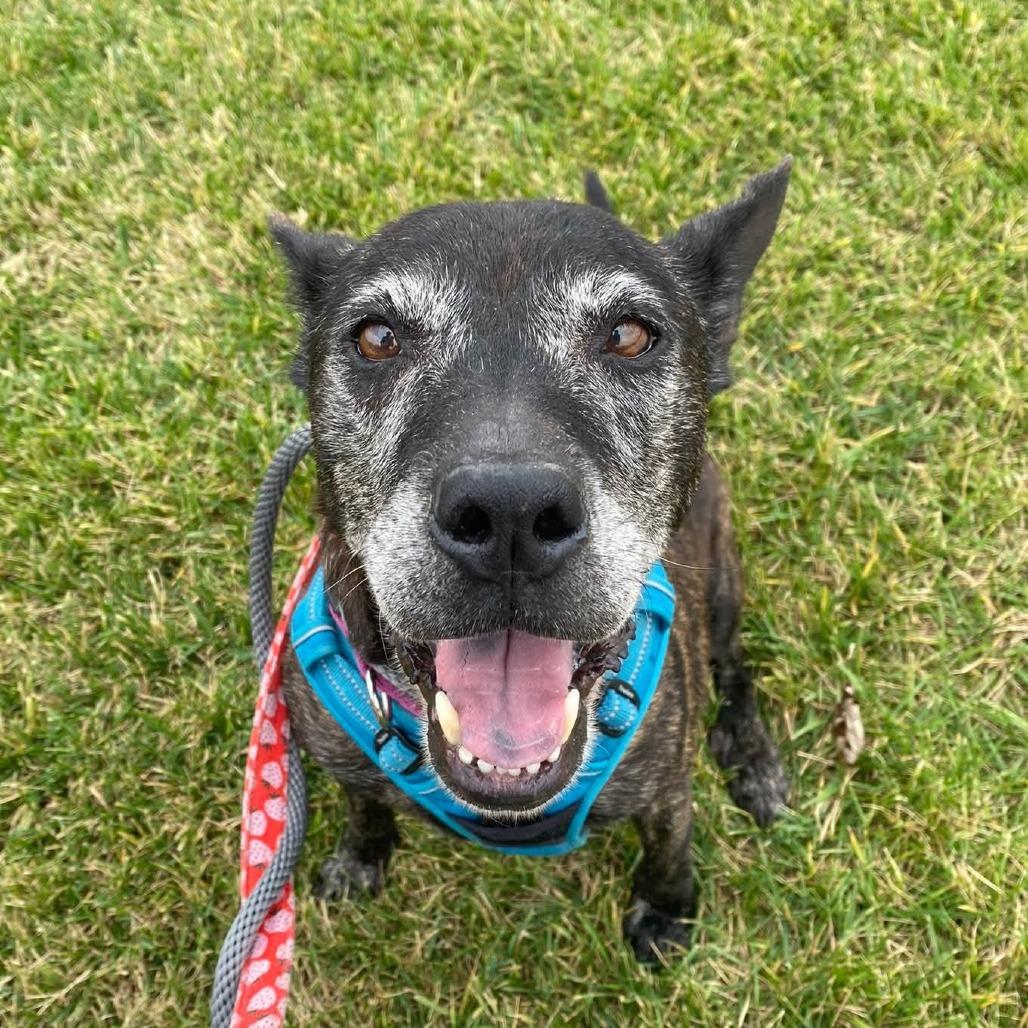 Iris, a Adoptable mixed breed in Spring Hill, KS image 6/6
