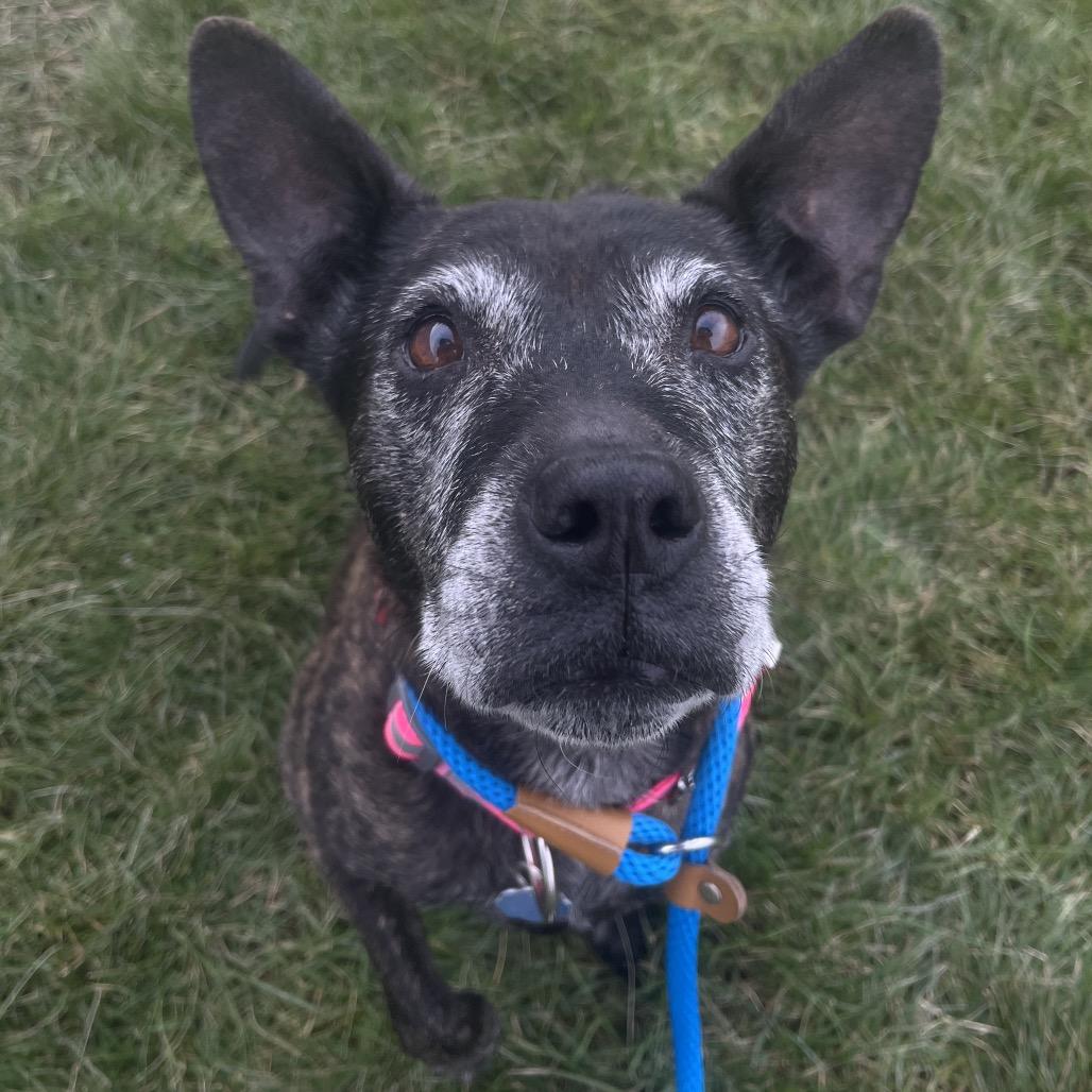 Iris — thumbnail 6