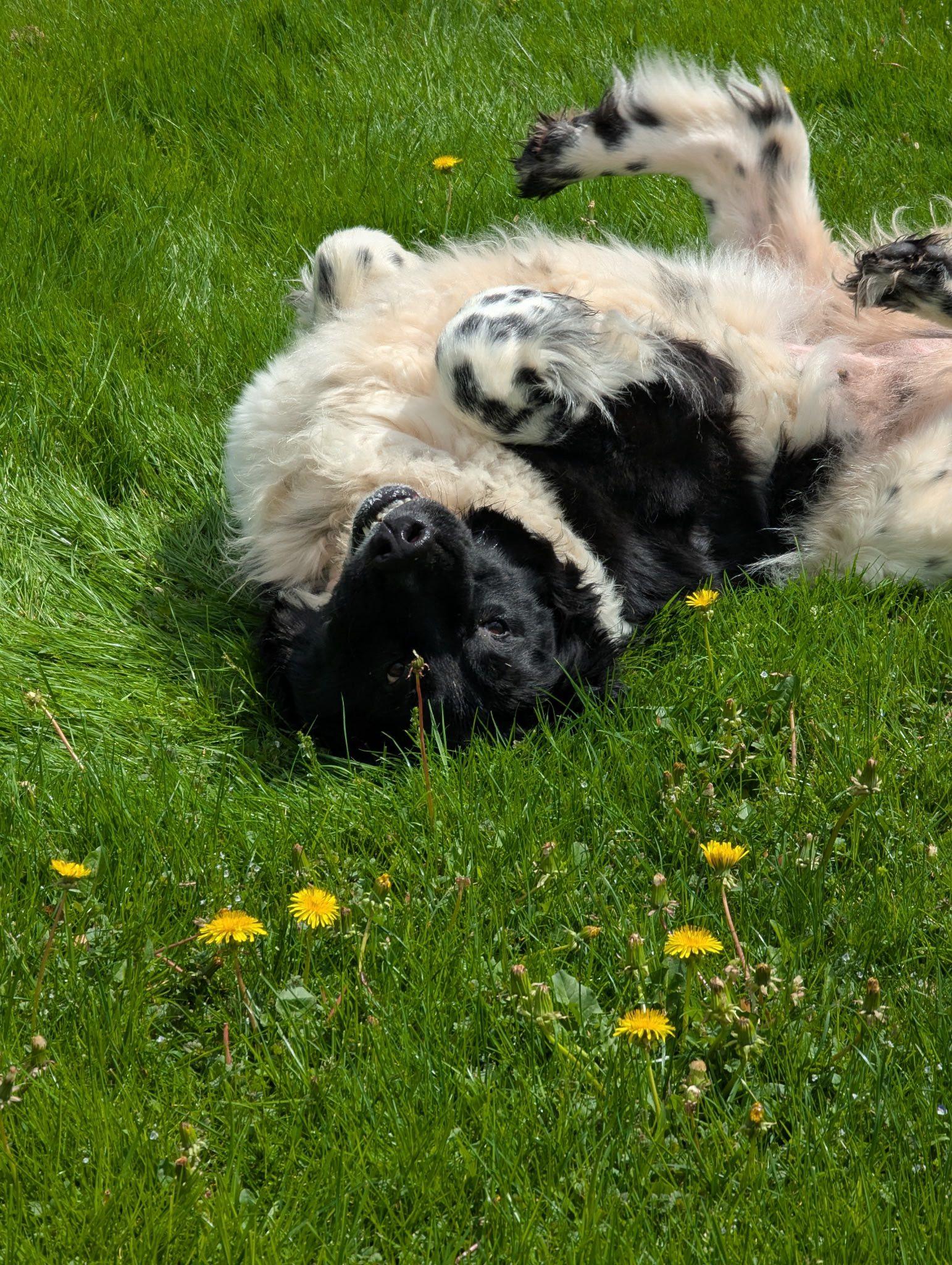 Alexa, Adult Female Newfoundland Dog