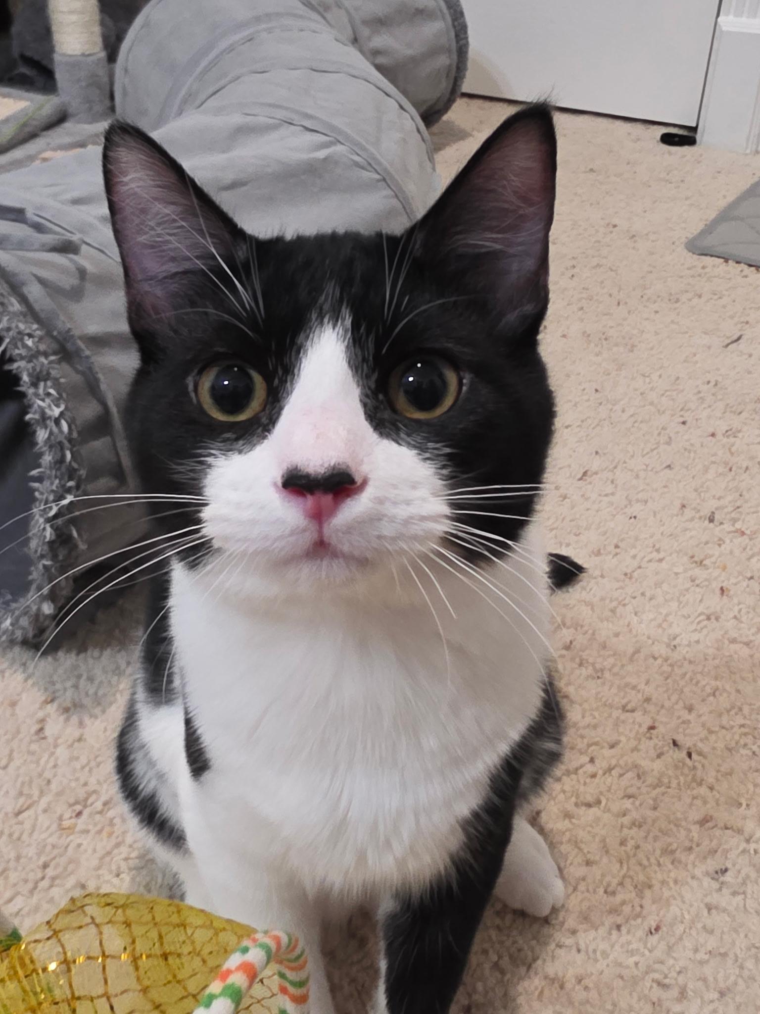 Enlarge Ivan, an adoptable Domestic Short Hair in Weatherford, TX image 1/4