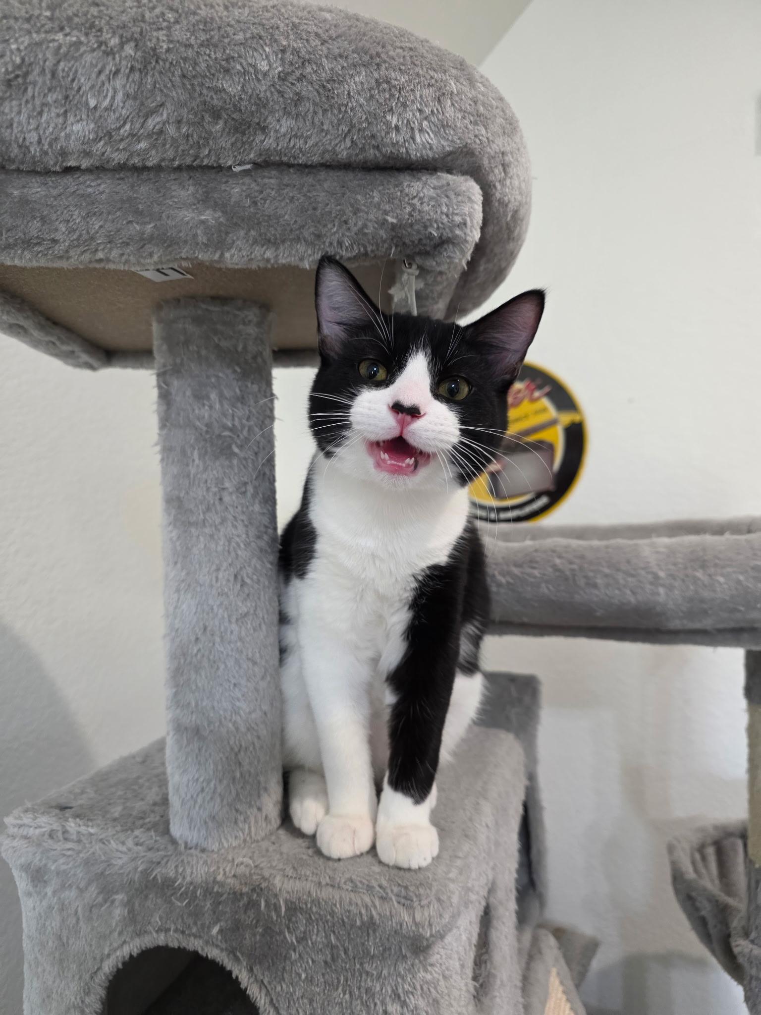 Enlarge Ivan, an adoptable Domestic Short Hair in Weatherford, TX image 4/4