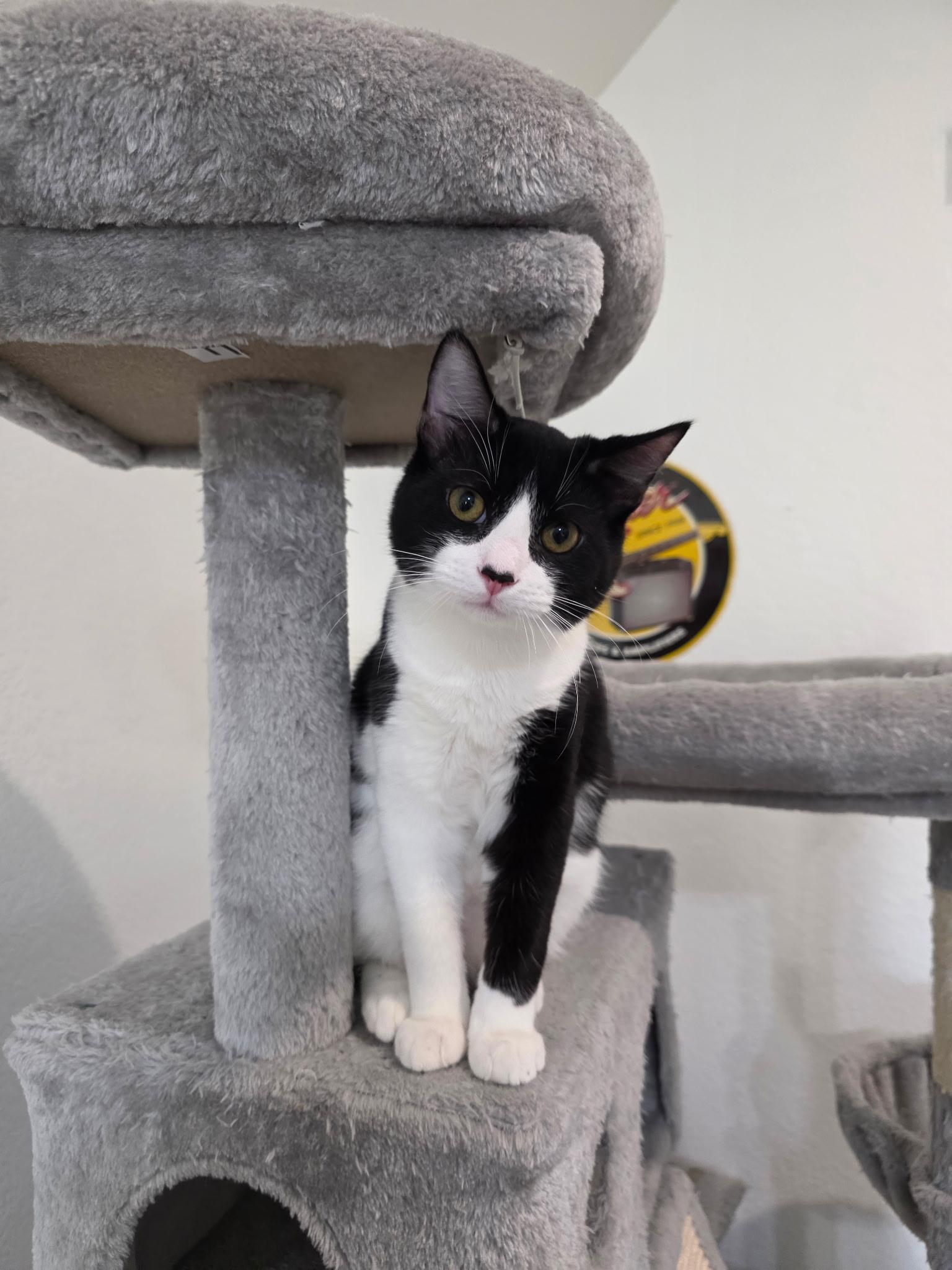 Enlarge Ivan, an adoptable Domestic Short Hair in Weatherford, TX image 2/4