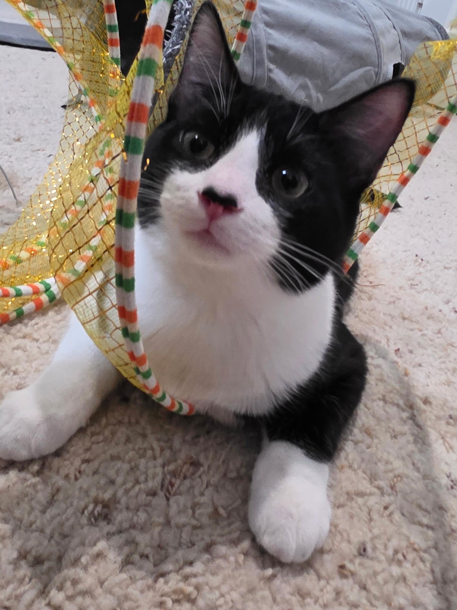 Enlarge Ivan, an adoptable Domestic Short Hair in Weatherford, TX image 3/4