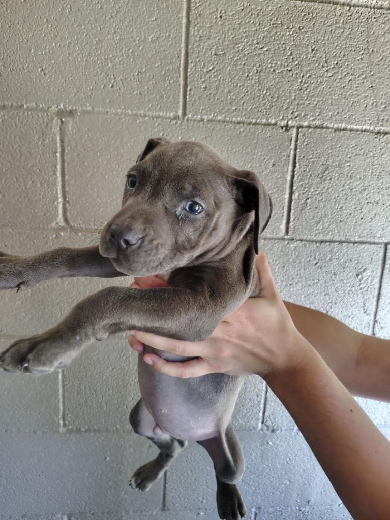 Golem, Adoptable, Puppy Male Pit Bull Terrier.