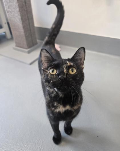 Moonstone, Adoptable, Kitten Female Domestic Short Hair & Domestic Short Hair.