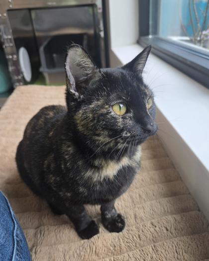 Enlarge Moonstone, a Adoptable mixed breed in Saint Petersburg, FL image 3/3