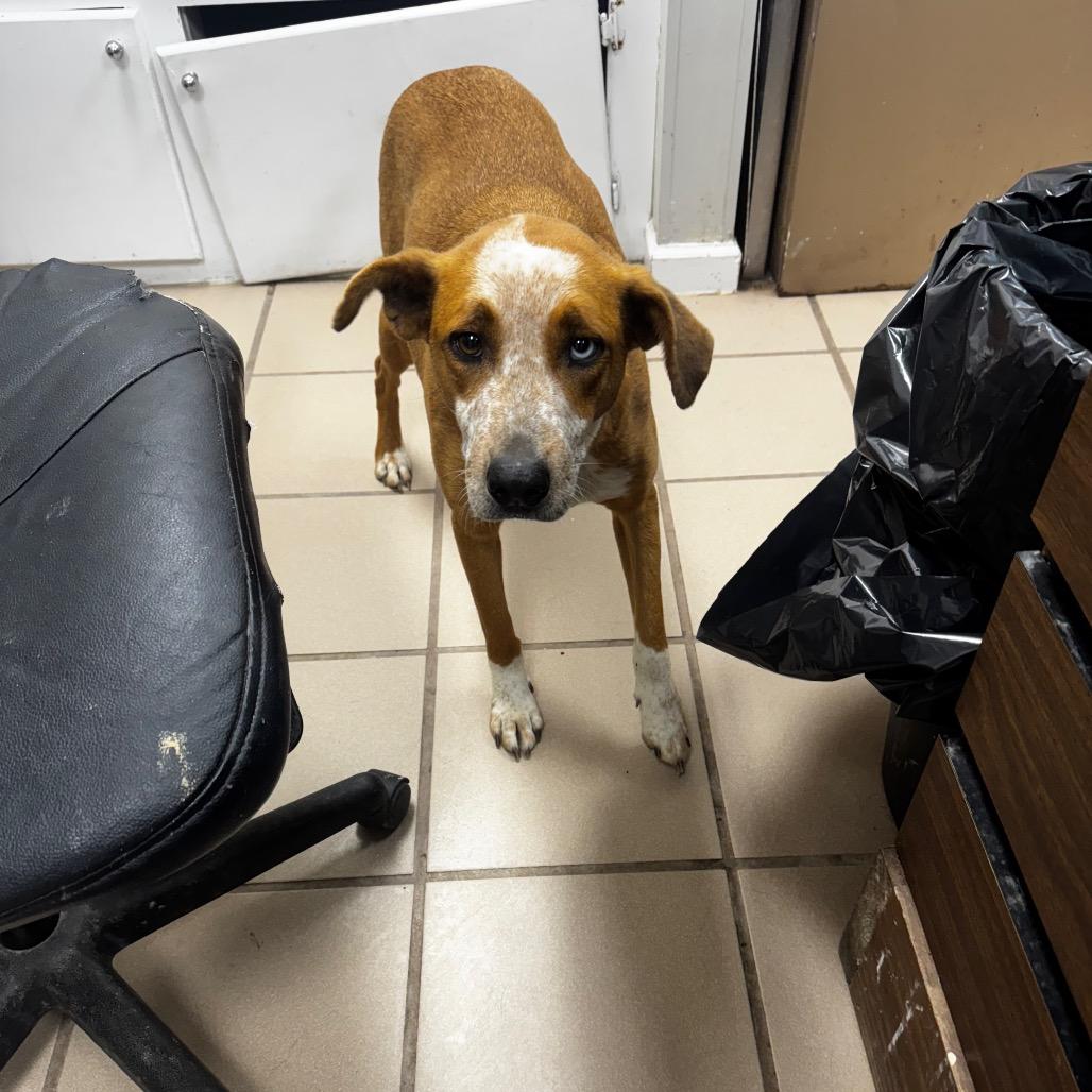 Queen, Adoptable, Adult Female Hound & Mixed Breed.
