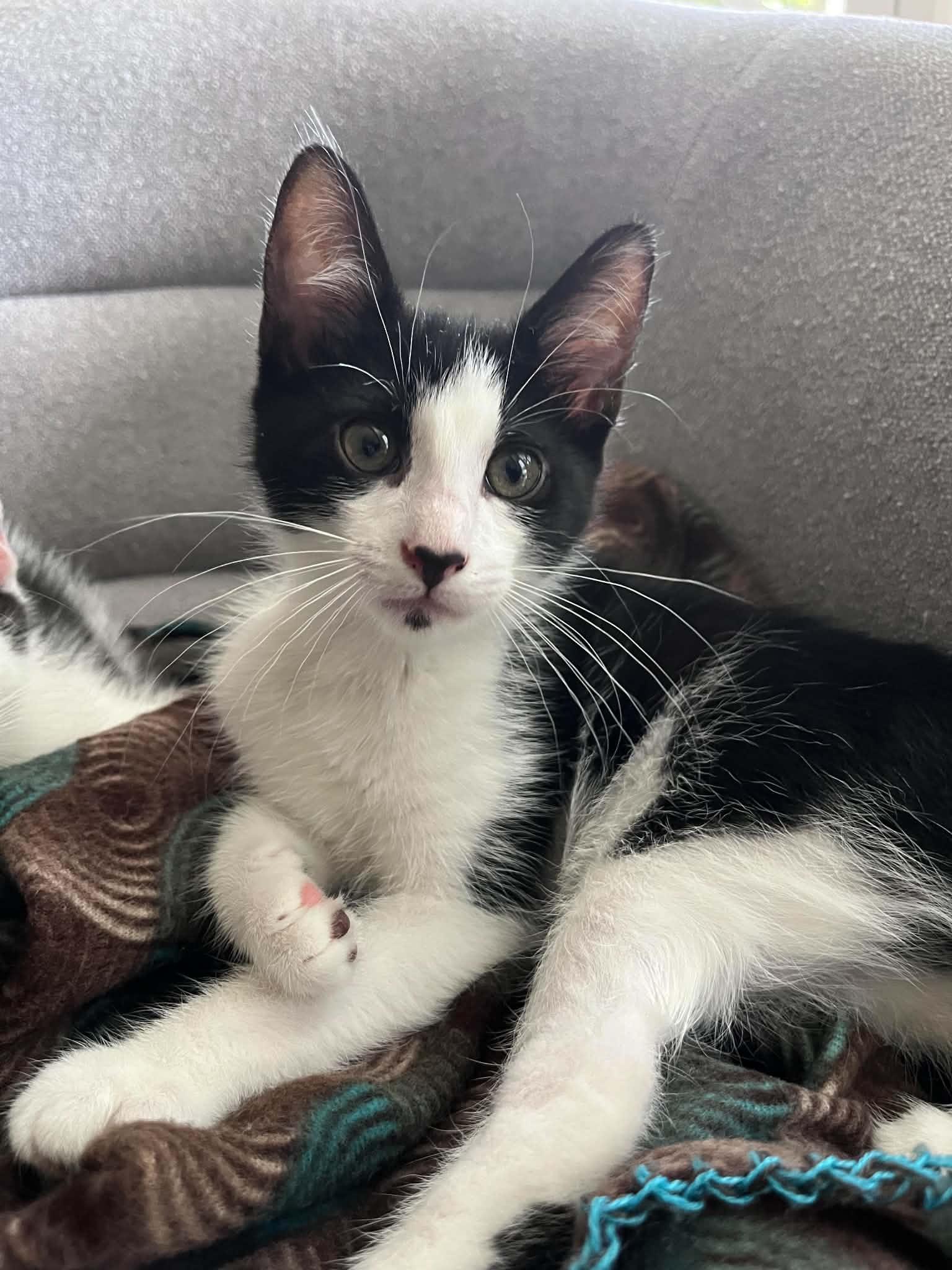 Enlarge Oreo, an adopted Domestic Short Hair in Lawrenceville, GA image 2/2
