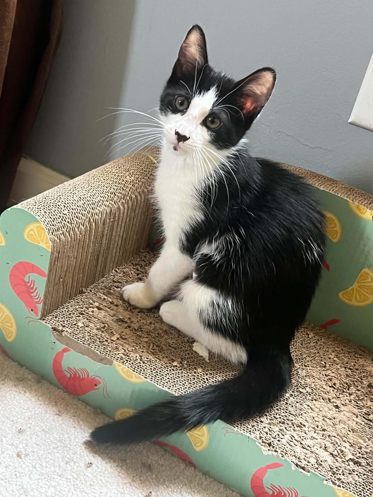 Oreo, adopted, Kitten Female Domestic Short Hair.