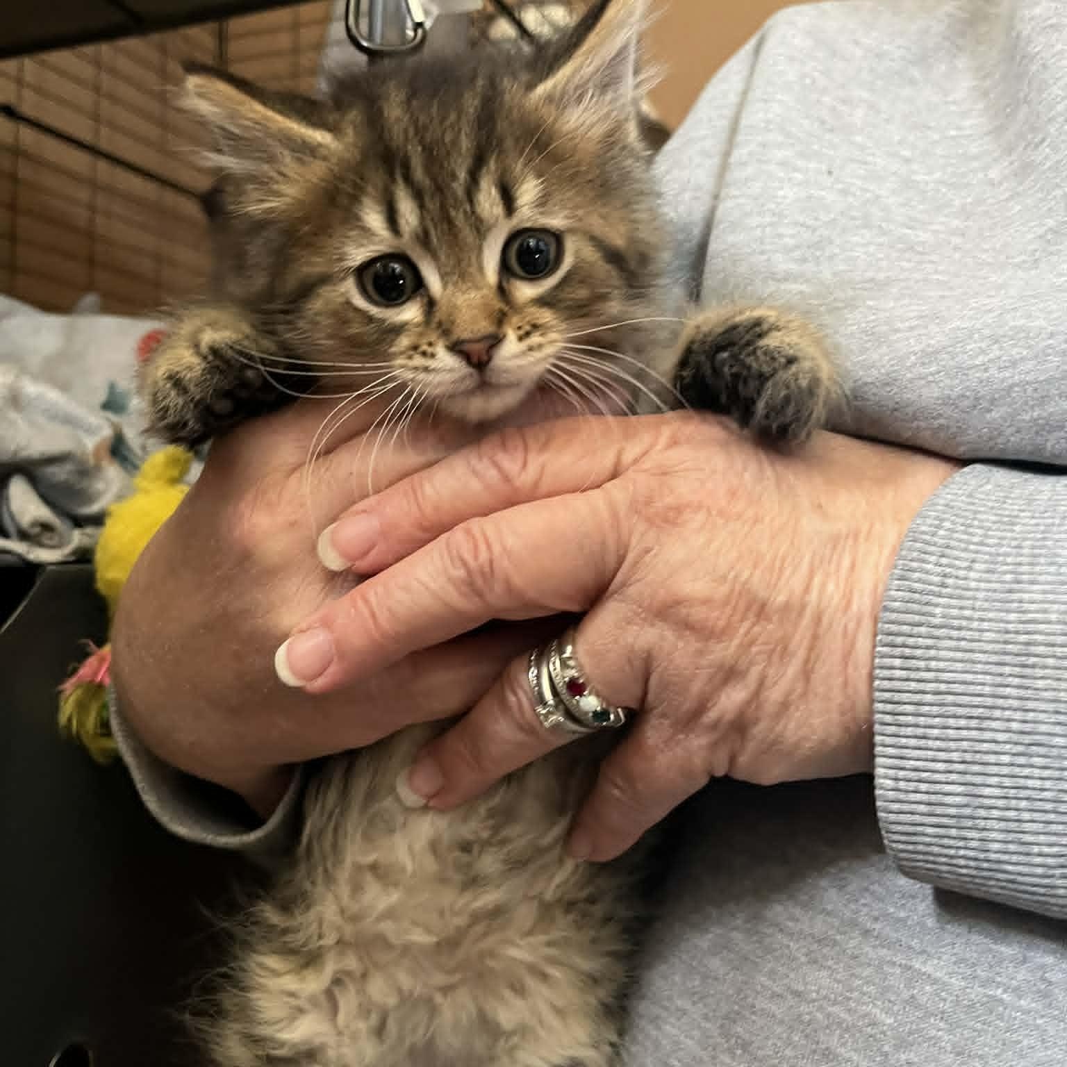 Enlarge Eclipse, a Adoptable Domestic Medium Hair in Minneapolis, MN image 2/4