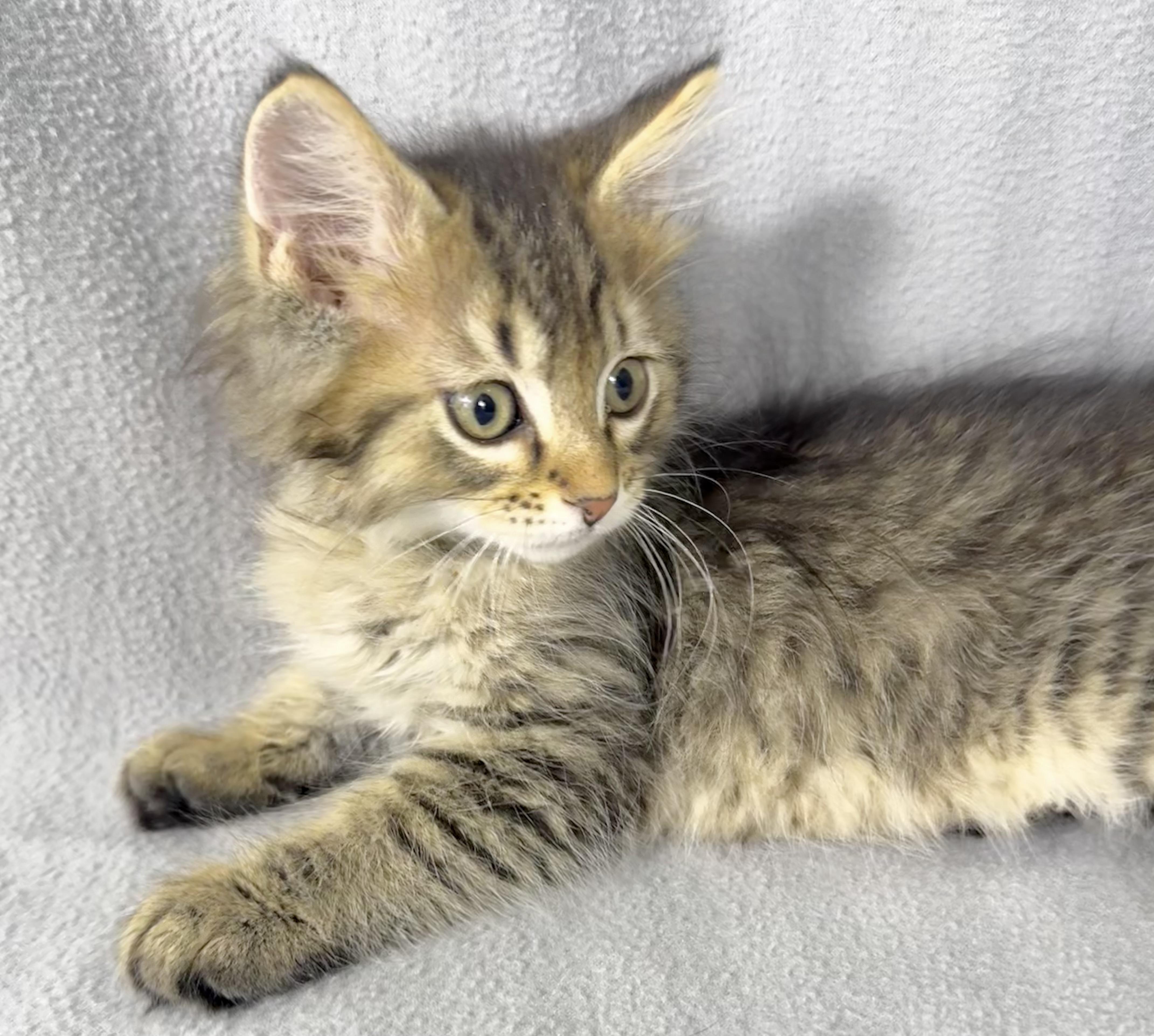 Enlarge Eclipse, a Adoptable Domestic Medium Hair in Minneapolis, MN image 4/4
