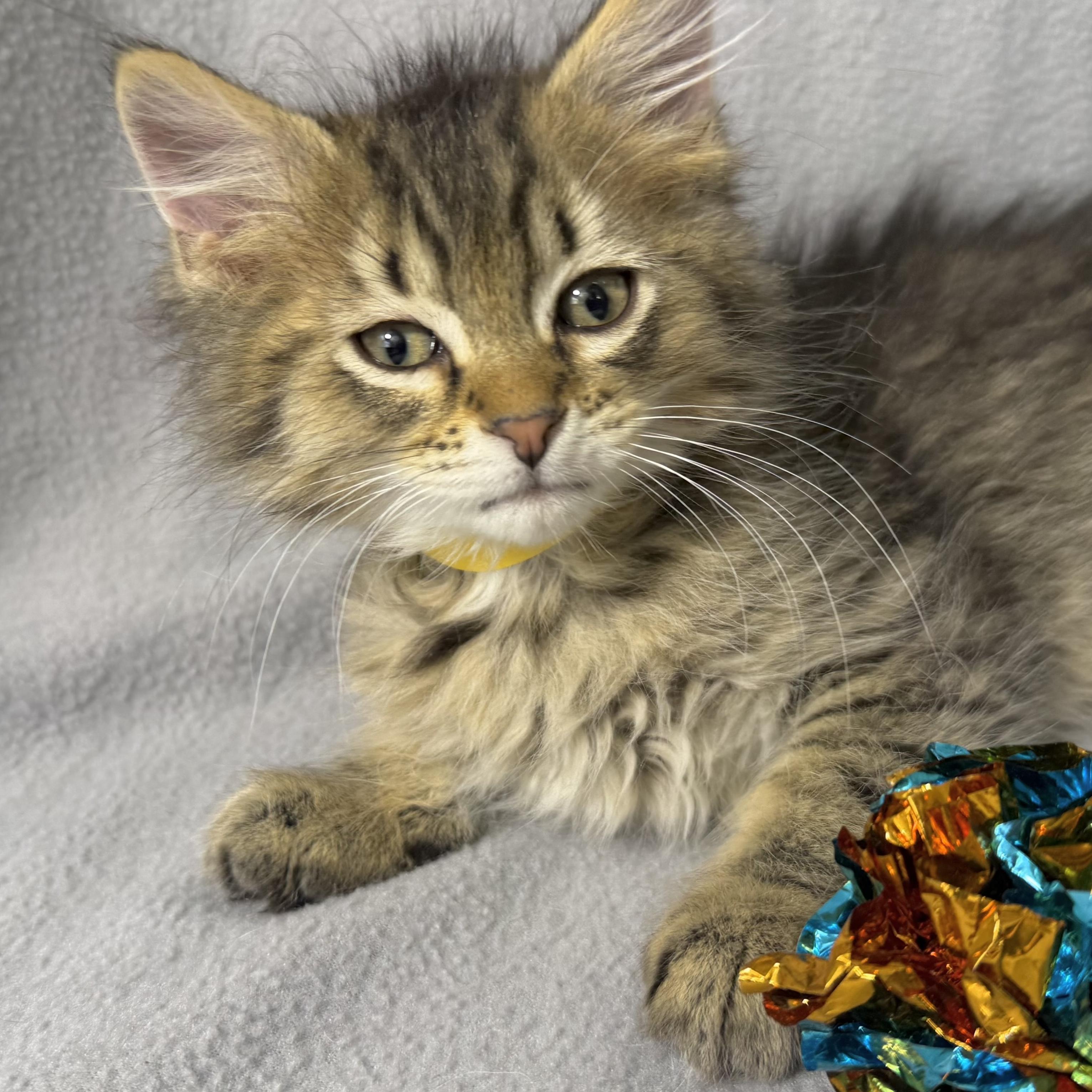 Enlarge Eclipse, a Adoptable Domestic Medium Hair in Minneapolis, MN image 1/4