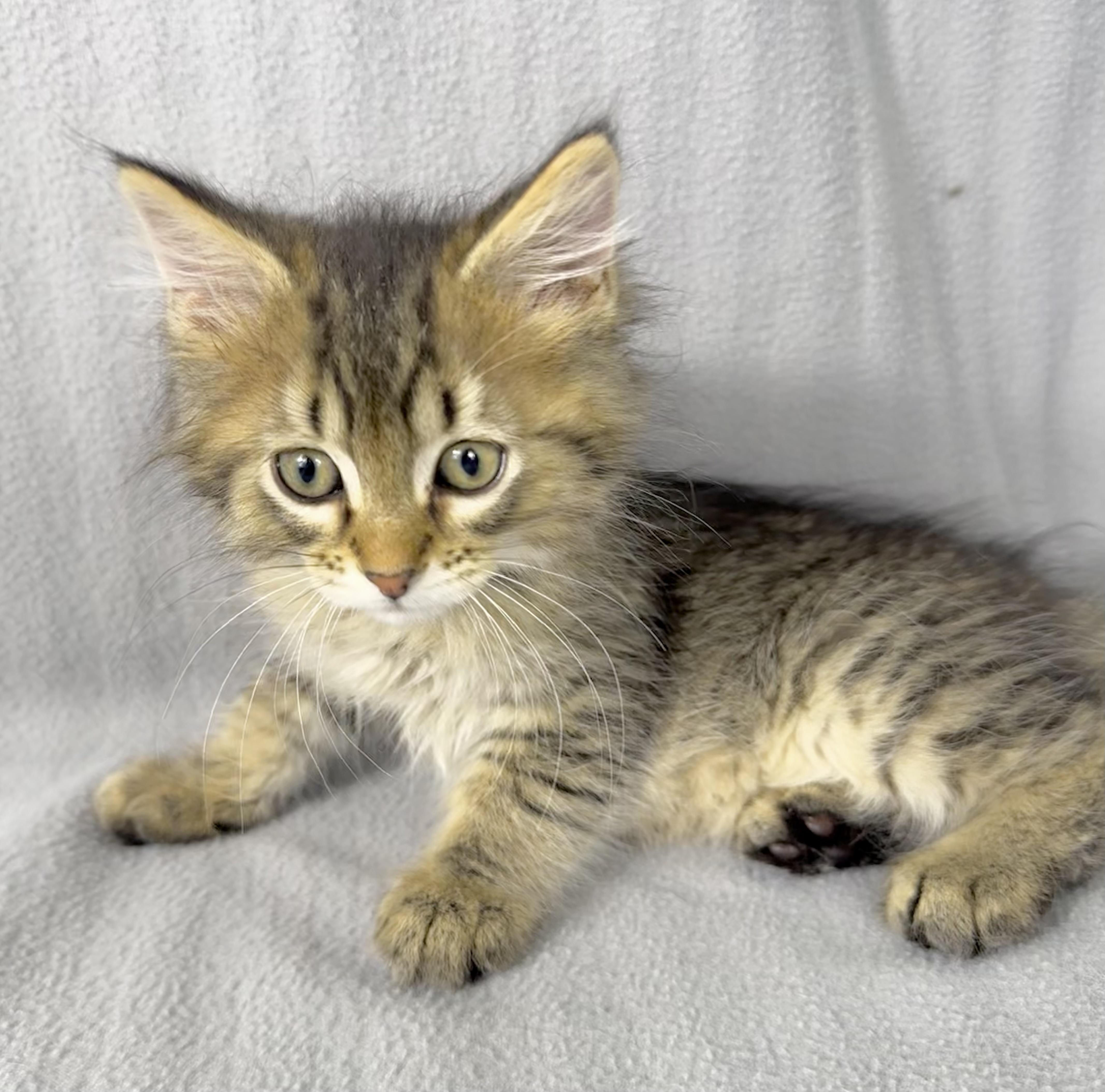 Enlarge Eclipse, a Adoptable Domestic Medium Hair in Minneapolis, MN image 3/4