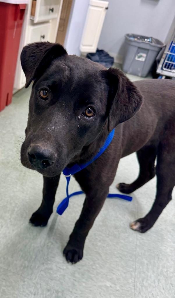 Juno, Adoptable, Puppy Female Labrador Retriever & Mixed Breed.