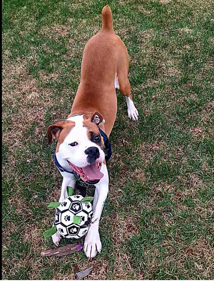 Nutter Butter, Adoptable, Adult Female Boxer.