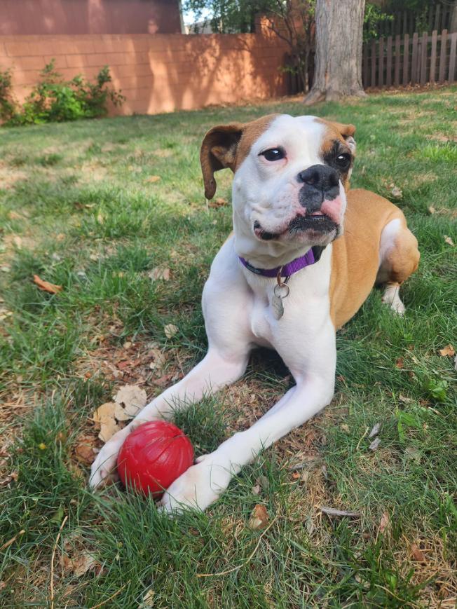 Enlarge Nutter Butter, a Adoptable mixed breed in Denver, CO image 2/4