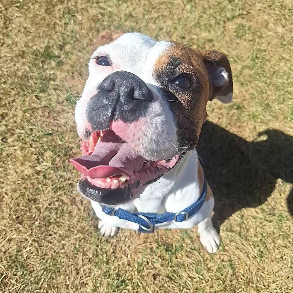 Nutter Butter, Adoptable, Adult Female Boxer.