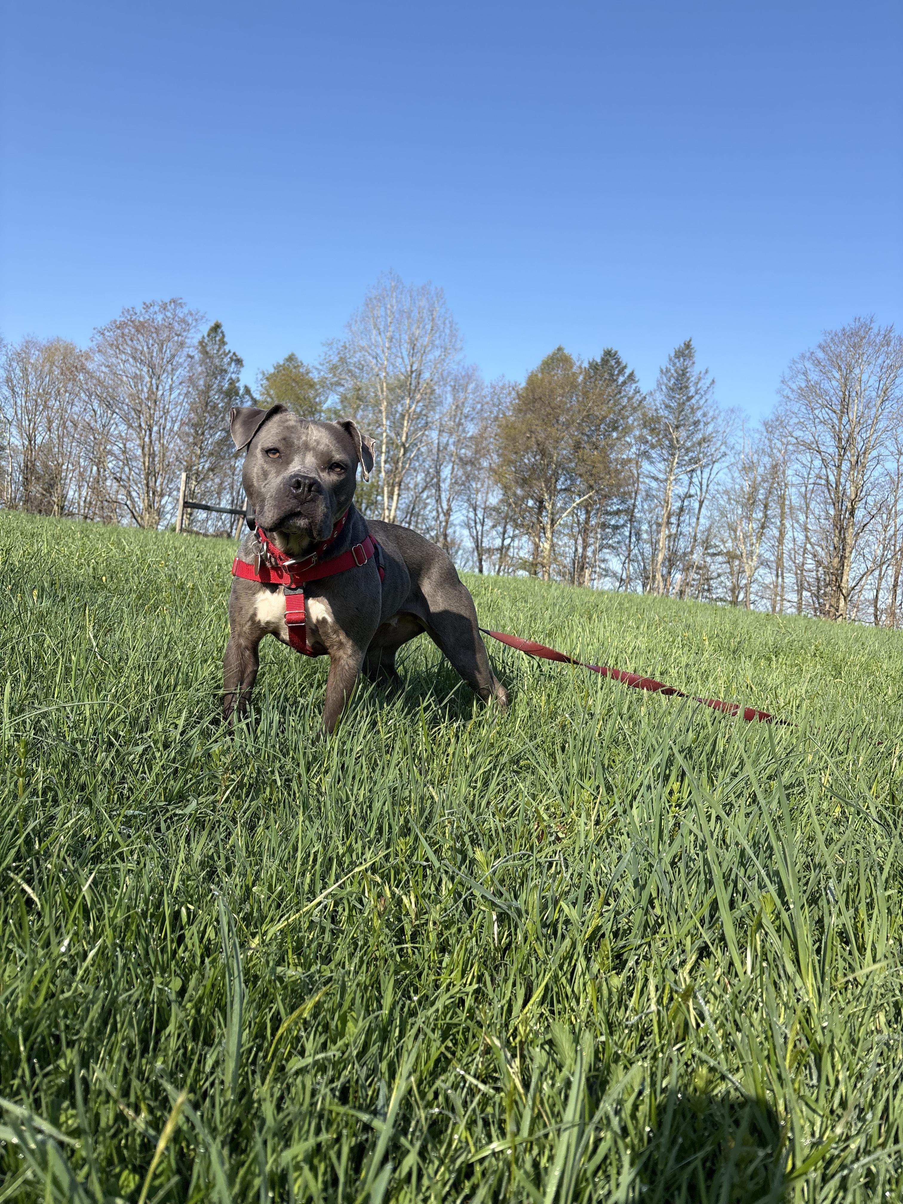Sophia, a Adoptable mixed breed in Pocono Summit, PA image 3/5