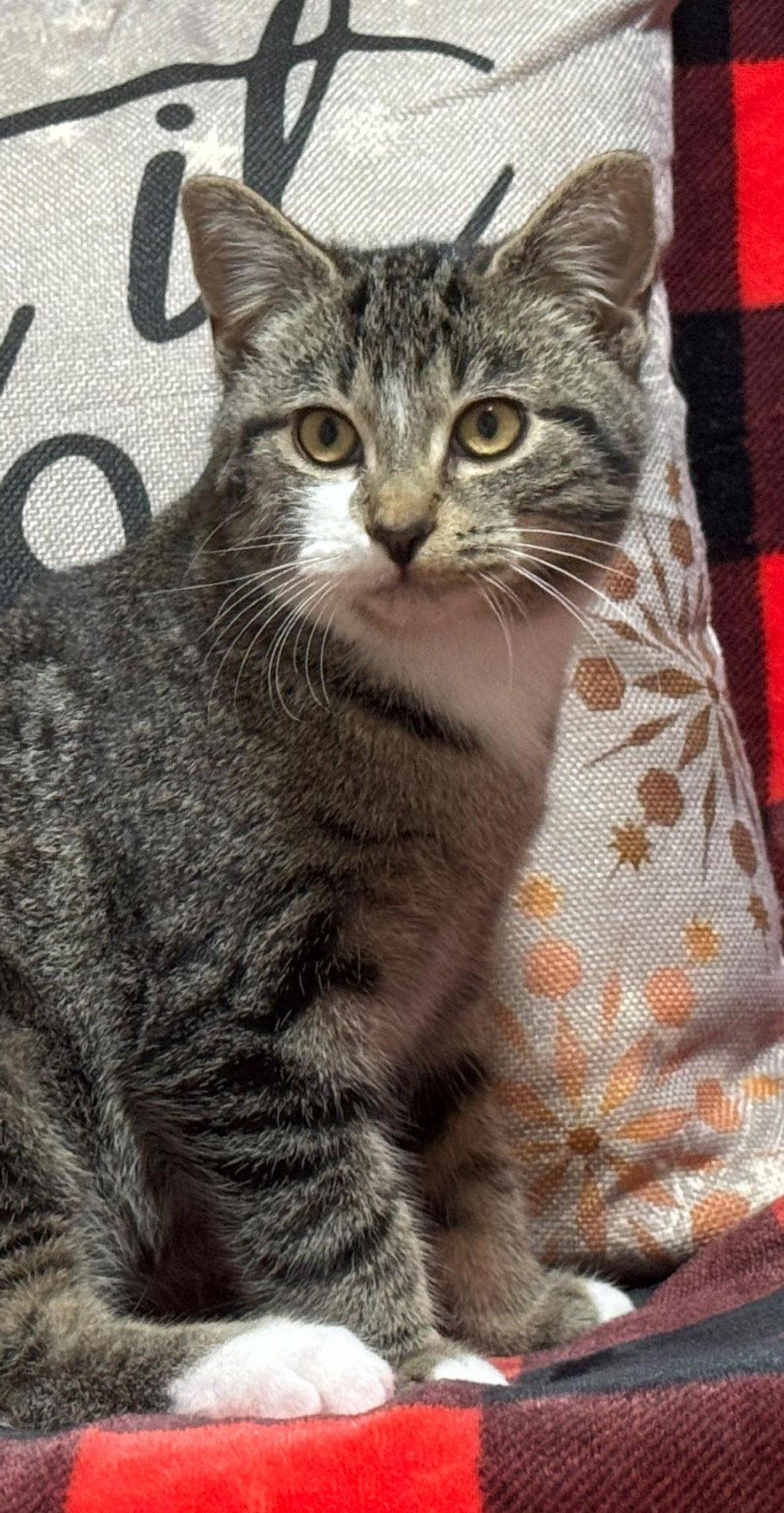 Toby, Adoptable, Young Male Tabby.