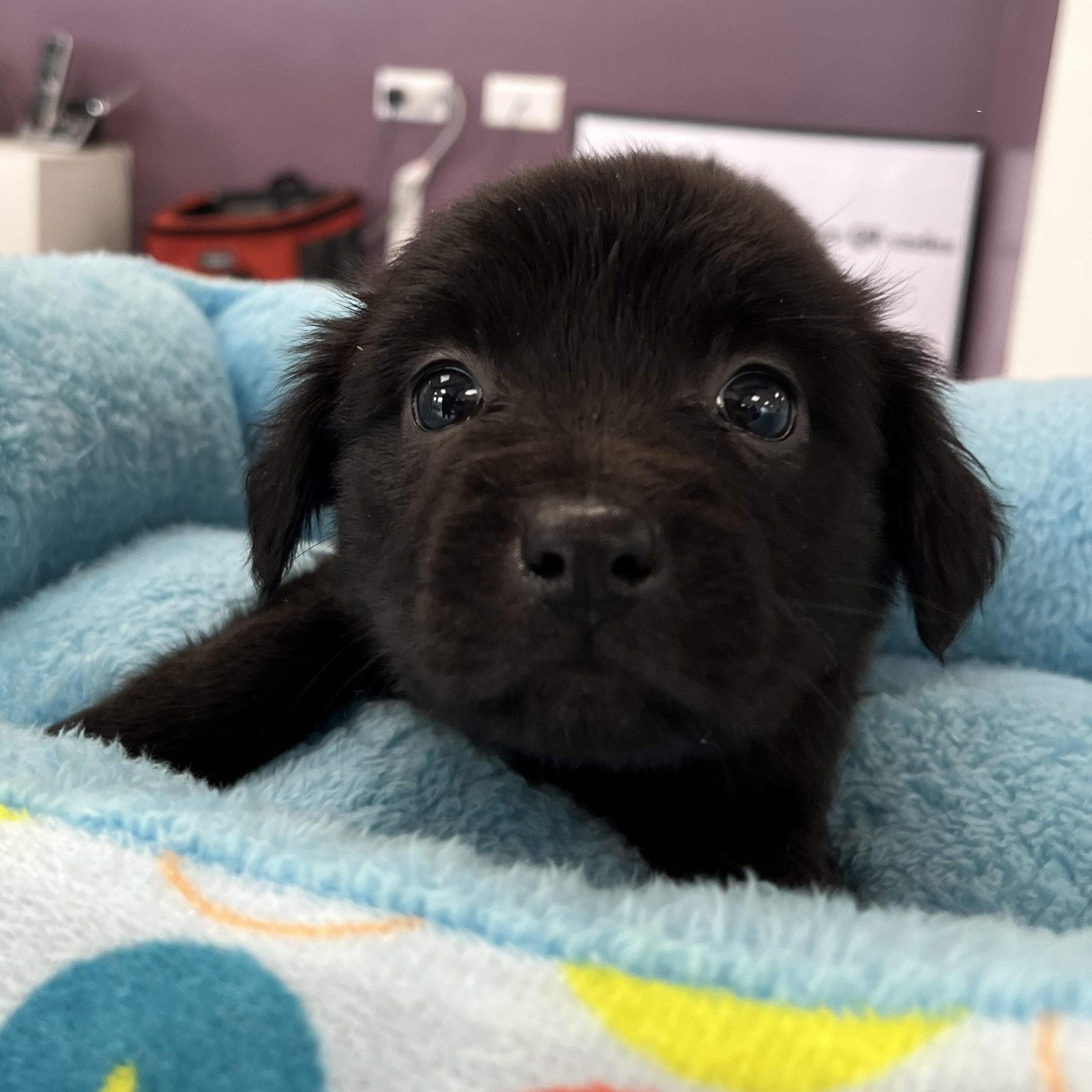 Faye, Adoptable, Puppy Female Shepherd.