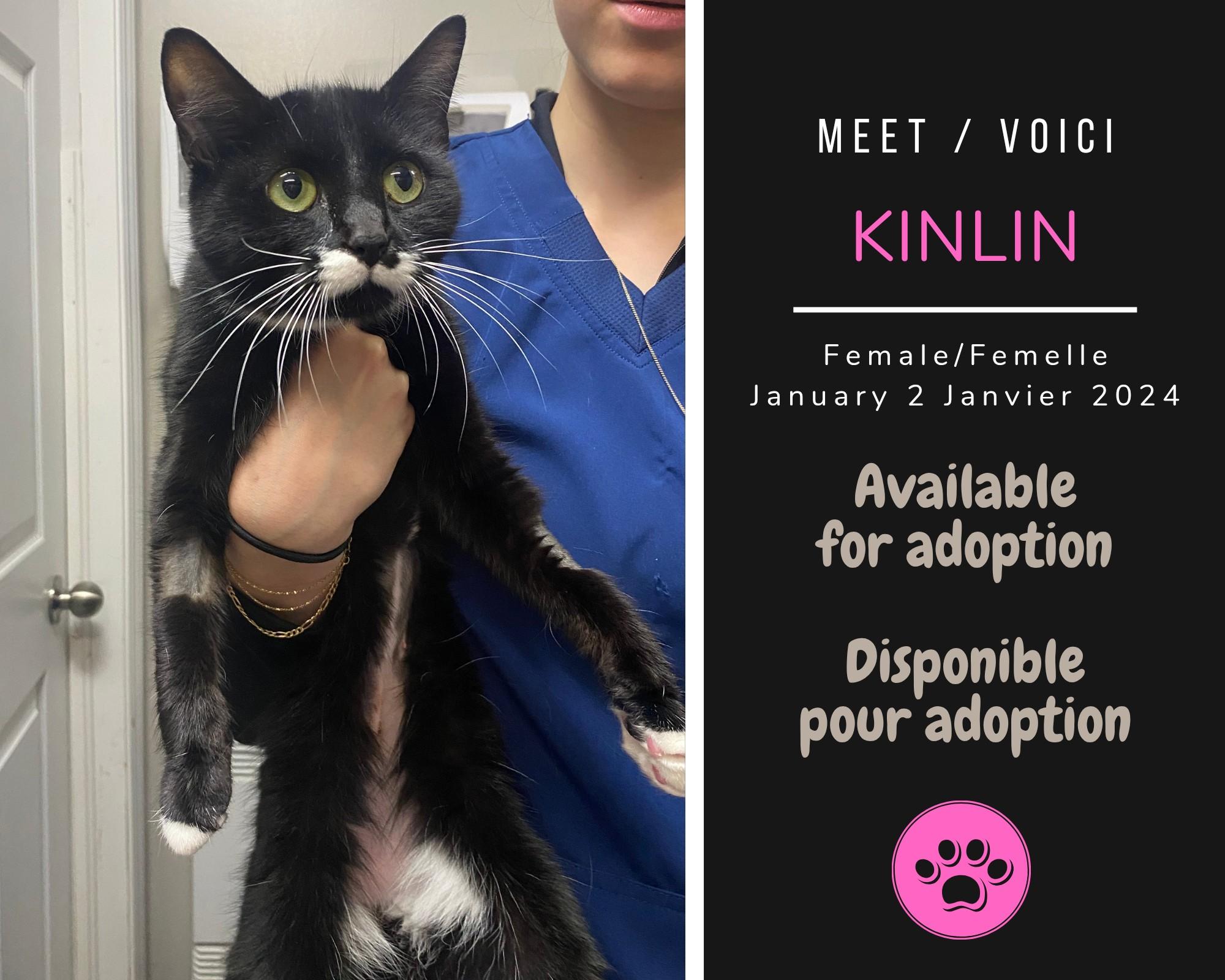 Enlarge Kinlin, a Adopted Domestic Short Hair in Dsl De Drummond, NB image 1/1